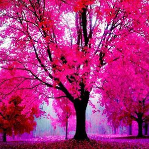 Meet your Posher, Dana dalia